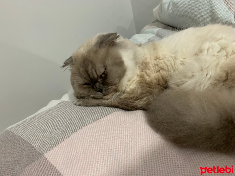 Scottish Fold, Kedi  Çiko fotoğrafı