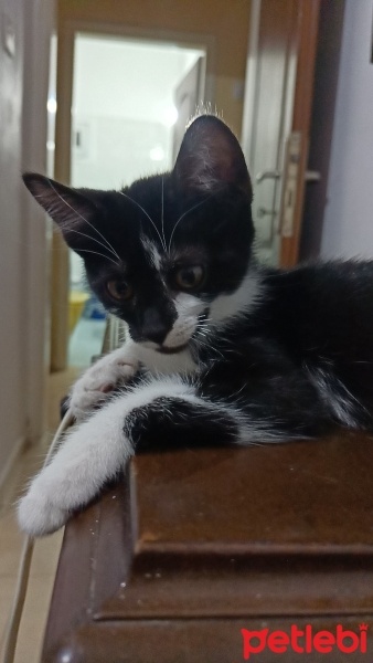 Tekir Kedi, Kedi  Luna fotoğrafı