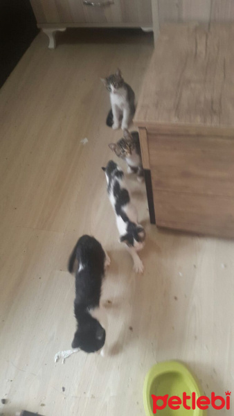 Tekir Kedi, Kedi  Minikler fotoğrafı