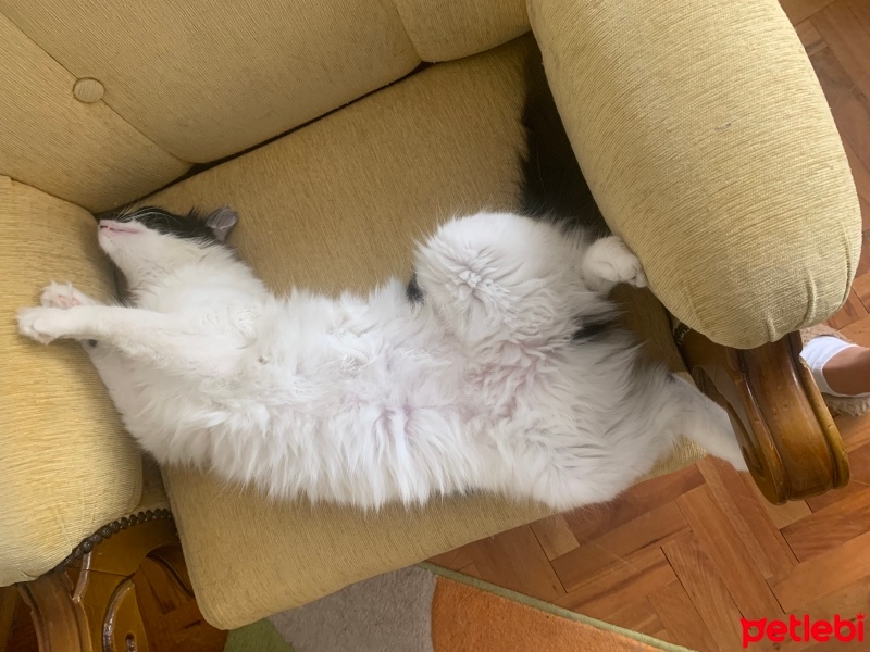 Tekir Kedi, Kedi  gunter fotoğrafı