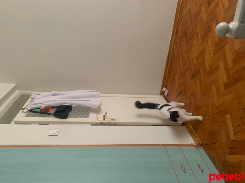 Tekir Kedi, Kedi  gunter fotoğrafı