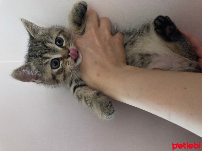 British Shorthair, Kedi  Boncuk fotoğrafı