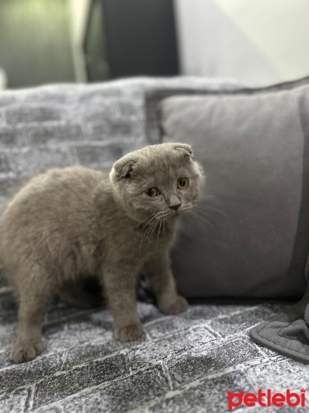Scottish Fold, Kedi  Mabel fotoğrafı