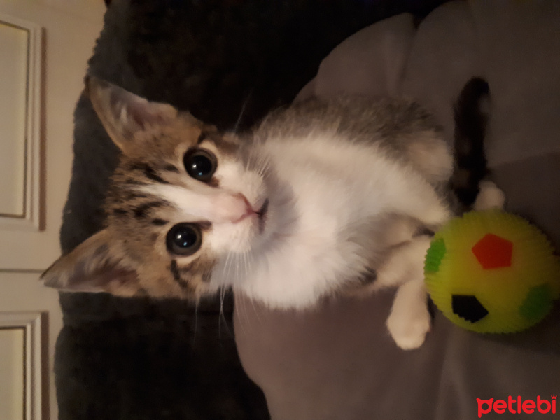 Tekir Kedi, Kedi  Gölge fotoğrafı