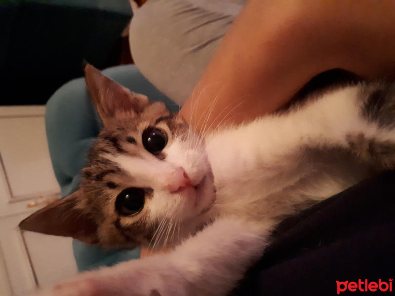 Tekir Kedi, Kedi  Gölge fotoğrafı
