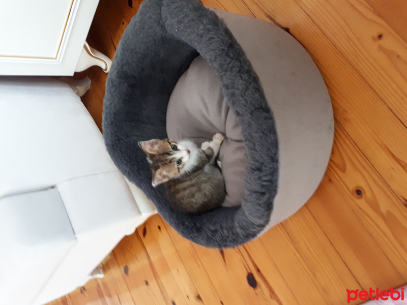 Tekir Kedi, Kedi  Gölge fotoğrafı