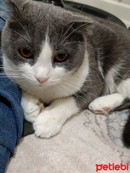 Scottish Fold, Kedi  Miya fotoğrafı