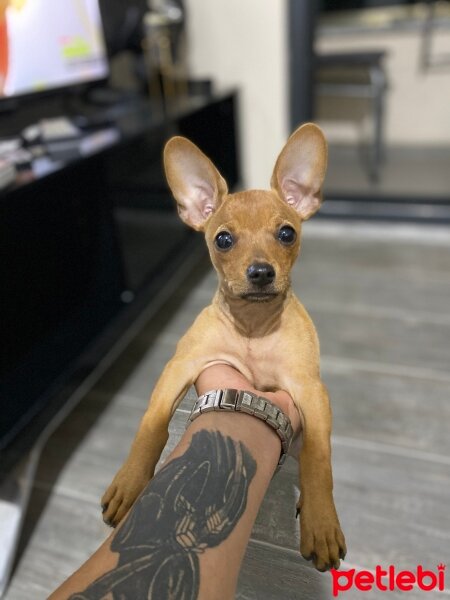 Chihuahua, Köpek  Venüs fotoğrafı