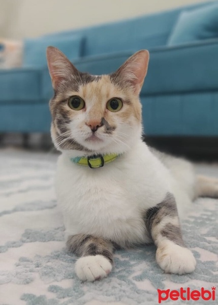 Tekir Kedi, Kedi  Pamuk fotoğrafı