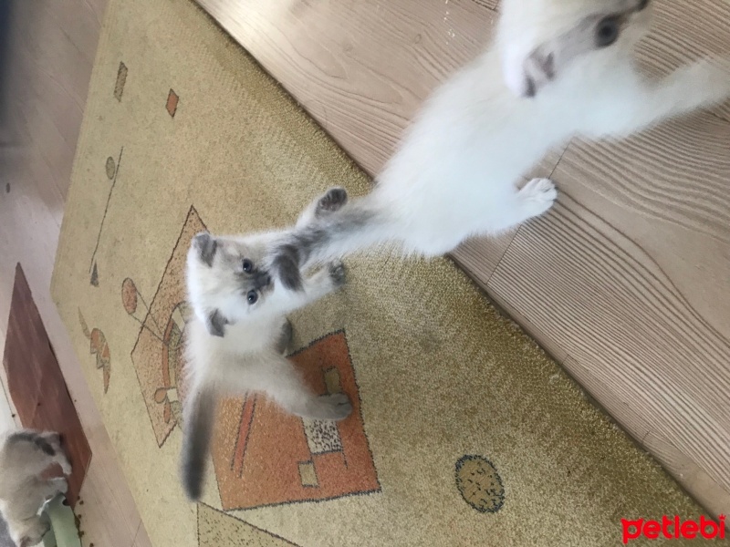 Chinchilla, Kedi  Tobi fotoğrafı