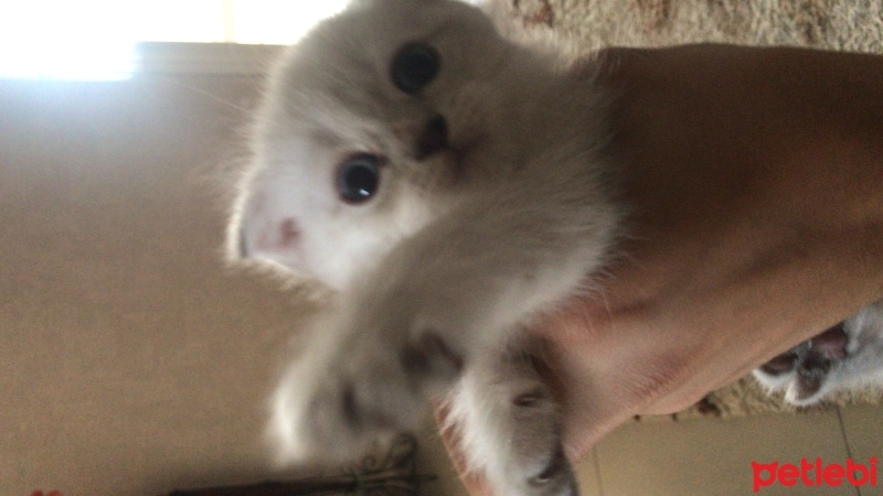 Chinchilla, Kedi  Tobi fotoğrafı