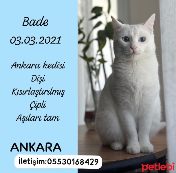 Ankara Kedisi, Kedi  bade fotoğrafı