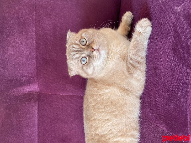 Scottish Fold, Kedi  Hera fotoğrafı
