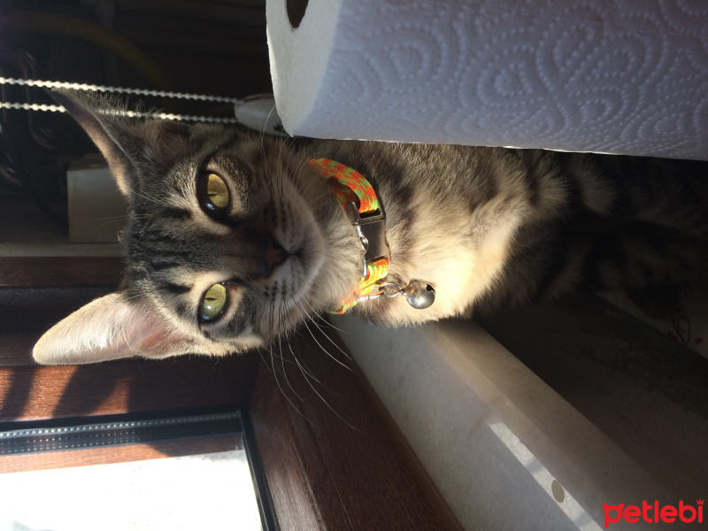 Tekir Kedi, Kedi  Tırmık fotoğrafı