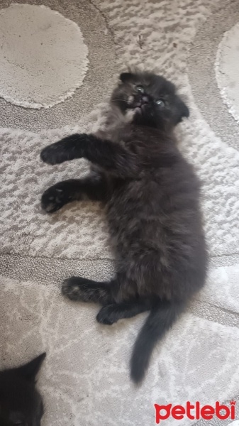 Scottish Fold, Kedi  Kokoş fotoğrafı