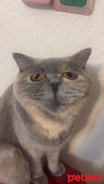 Scottish Fold, Kedi  Mia fotoğrafı