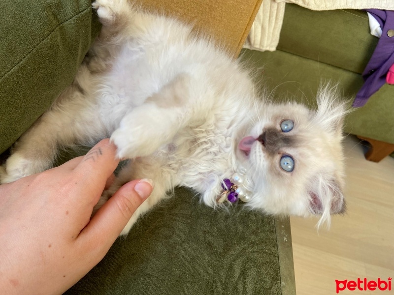 British Longhair, Kedi  Chapo fotoğrafı