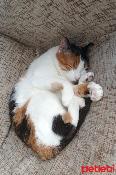 Tekir Kedi, Kedi  Luna fotoğrafı