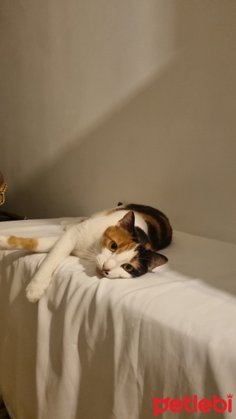 Tekir Kedi, Kedi  Luna fotoğrafı