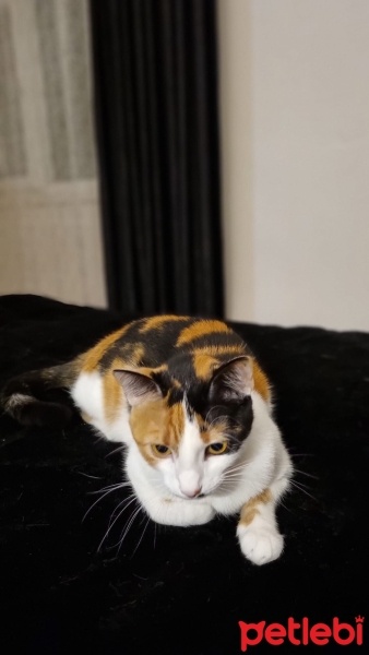 Tekir Kedi, Kedi  Luna fotoğrafı