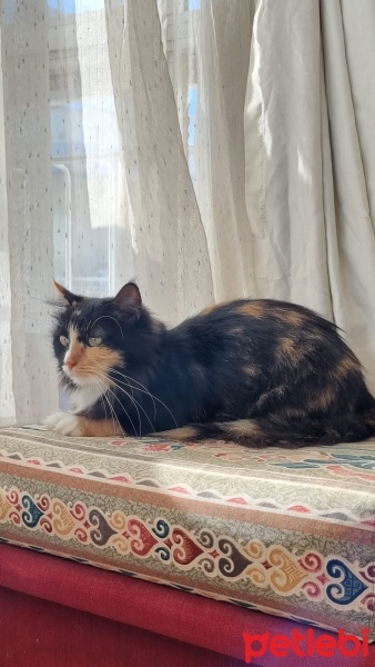 Norwegian Forest, Kedi  Siena fotoğrafı