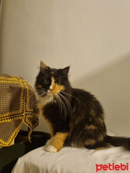 Norwegian Forest, Kedi  Siena fotoğrafı