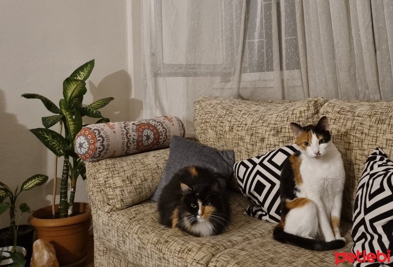 Norwegian Forest, Kedi  Siena fotoğrafı