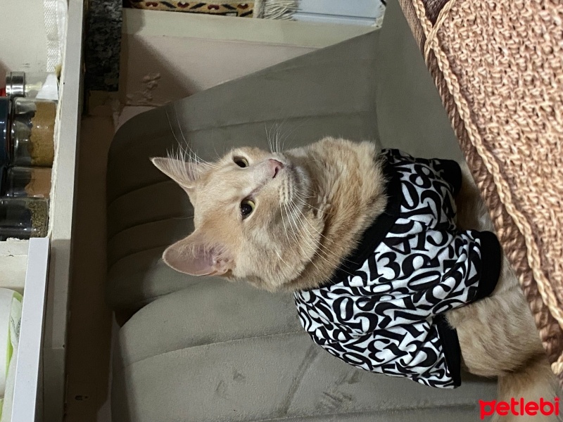 Tekir Kedi, Kedi  duman fotoğrafı