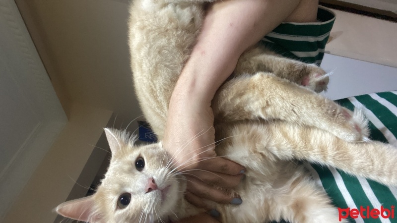 Tekir Kedi, Kedi  duman fotoğrafı