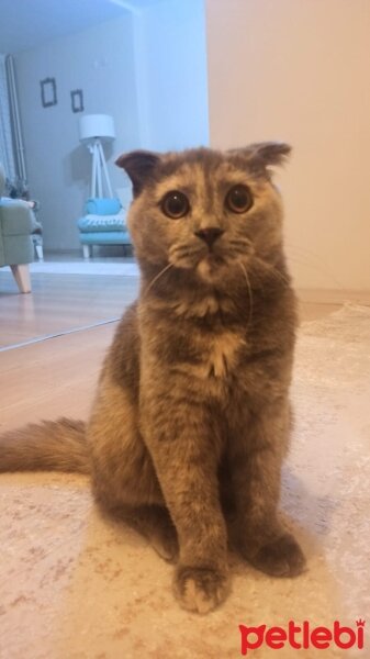 Scottish Fold, Kedi  Misha fotoğrafı