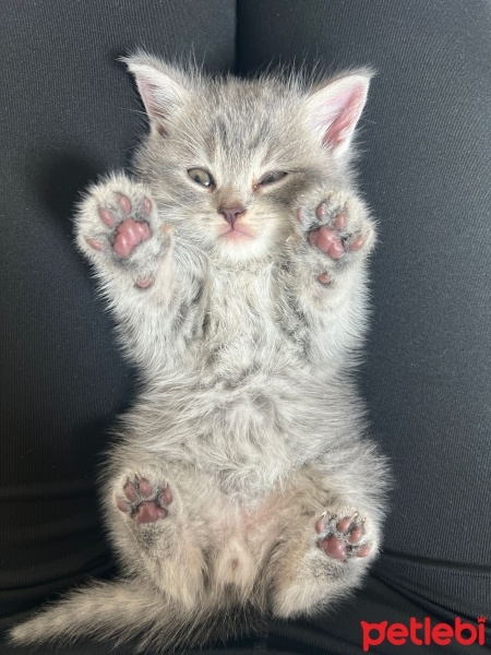 British Shorthair, Kedi  Gohan fotoğrafı