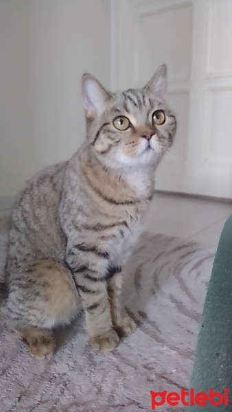 British Shorthair, Kedi  Tarçın fotoğrafı