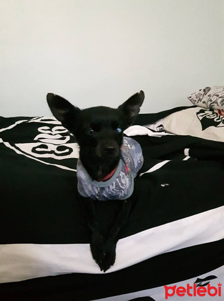 Chihuahua, Köpek  Chihuahua ponçik fotoğrafı