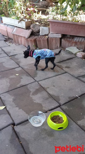 Chihuahua, Köpek  Chihuahua ponçik fotoğrafı