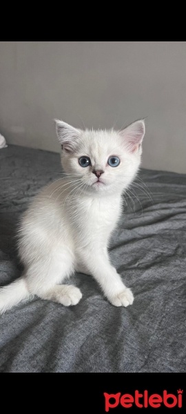 British Shorthair, Kedi  Minik fotoğrafı