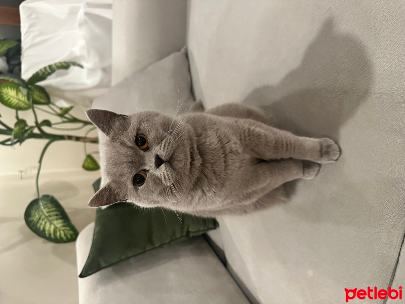 British Shorthair, Kedi  Mia fotoğrafı