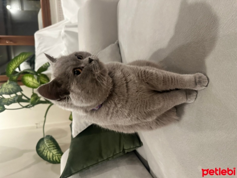 British Shorthair, Kedi  Mia fotoğrafı