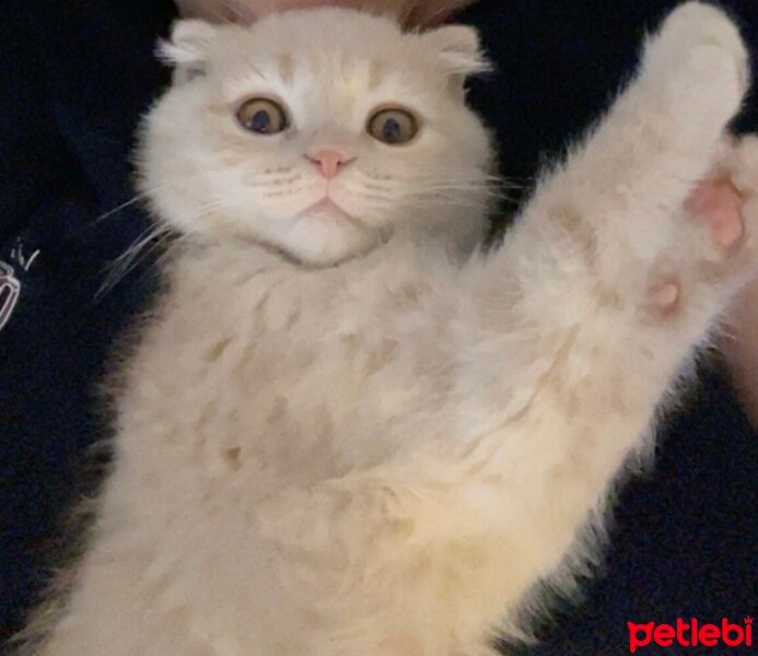 Scottish Fold, Kedi  LEO🦁 fotoğrafı