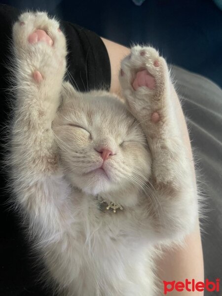 Scottish Fold, Kedi  LEO🦁 fotoğrafı