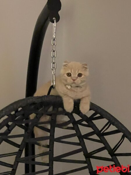 Scottish Fold, Kedi  LEO🦁 fotoğrafı