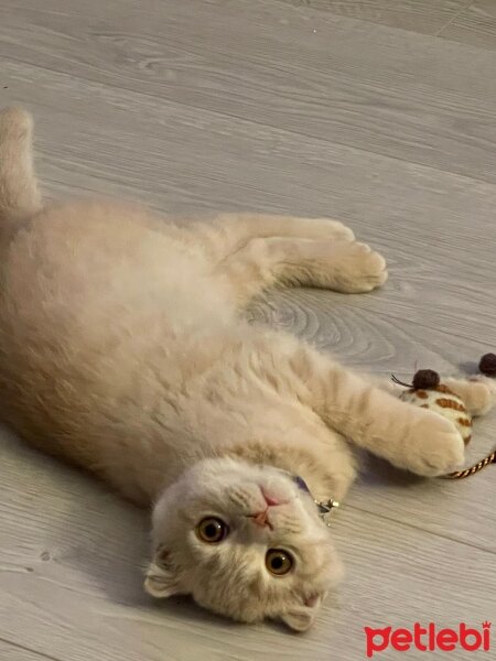 Scottish Fold, Kedi  LEO🦁 fotoğrafı