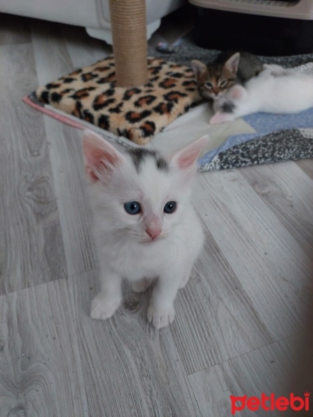 Van Kedisi, Kedi  Venüs fotoğrafı