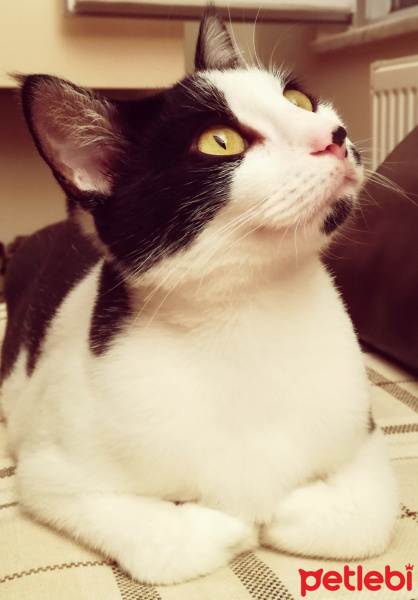 Tuxedo (Smokin) Kedi, Kedi  Şanslı fotoğrafı
