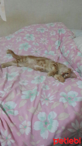 Tekir Kedi, Kedi  Tarcın fotoğrafı