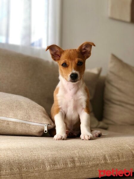 Jack Russell Terrier, Köpek  Baksi fotoğrafı