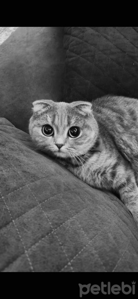 Scottish Fold, Kedi  Marry fotoğrafı