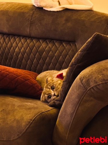 Scottish Fold, Kedi  Marry fotoğrafı