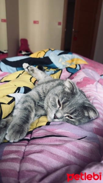 Scottish Fold, Kedi  Marry fotoğrafı
