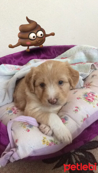 Golden Retriever, Köpek  Karamel fotoğrafı