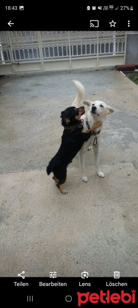 Jack Russell Terrier, Köpek  Jazz & Linda fotoğrafı